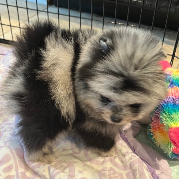 Meet your Posher, Christina - Picture 1 of 1